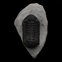 Fossil Phacops Trilobite on Matrix
