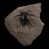 Fossil Dicranurus Monstrosus Trilobite on Matrix