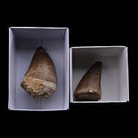 Mosasaur 'Marine Dinosaur' Fossil Tooth Group