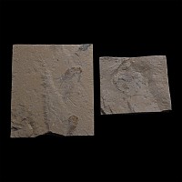 Fossil Shrimps from Lebanon