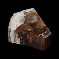 Cut and Polished Fossilised Tree Section