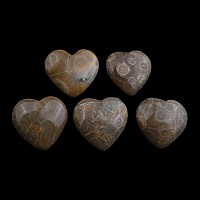 Group of Five Polished Fossil Coral Head Hearts