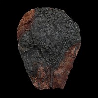Fossil Mahoumacrinus Crinoid Plate