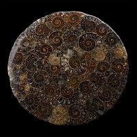 Madagascan Polished Fossil Ammonite Plate