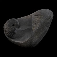 Fossil Dactylioceras Ammonite