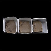 Group of Three Metasequoia Dawn Redwood Fossils