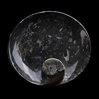 Polished Goniatite and Orthoceras Fossil Dish