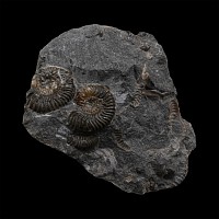 Fossil Isle of Skye Ammonites