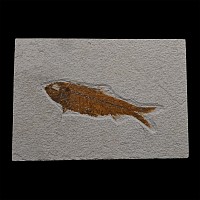 Fossil Knightia Fish in Matrix