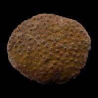 Large Natural Fossil Coral Head