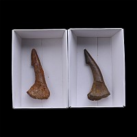 Two Fossil Sawfish Rostral Spines