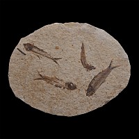 Fossil Knightia Multi Fish Plate