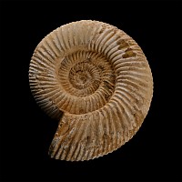 Large Fossil Perisphinctes Ammonite