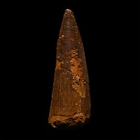 Large Spinosaurus Dinosaur Fossil Tooth