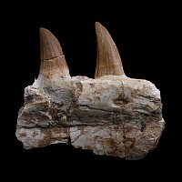 Mosasaur 'Marine Dinosaur' Fossil Jaw Fragment