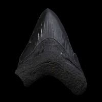 Fossil Megalodon Giant Shark Tooth