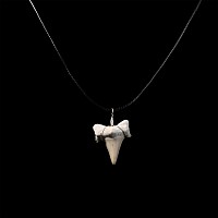Otodus Fossil Shark's Tooth Necklace