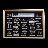 Fossil Shark Tooth Display Case