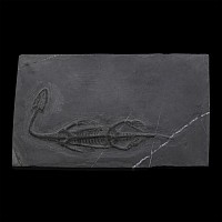Fossil Keichousaurus Marine Reptile Skeleton