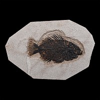 Fossil Priscacara Fish