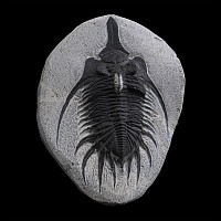 Psychopyge Elegans Fossil Trilobite on Matrix