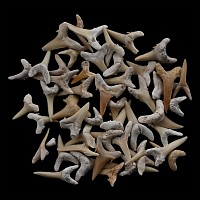 Group of Fossil Sand Shark Teeth