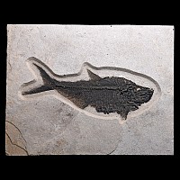 Very Large Fossil Diplomystus Fish on Matrix