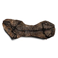 Fossil Barasaurus Besairiei Skeleton in Matrix