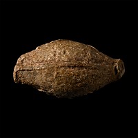 Greek Mauritanian Kingdom Lead Slingshot of King Mastanesosus