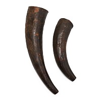 Zulu Woman's 'Izimpondo' Medical Cow Horns and Photograph of an Unknown Zulu, a descendant of the Owner, Holding Them
