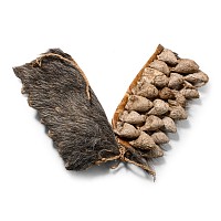 Zulu Seed Pod Rattle Anklets