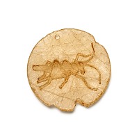 Egyptian Ptolemaic Alabaster Amulet with Locust