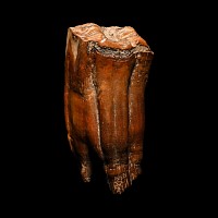 Ice Age Fossilised Horse Tooth