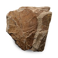 Fossilised Leaves in Matrix