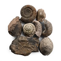Fossil Collection