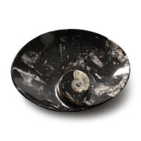 Polished Goniatite and Orthoceras Fossil Oval Bowl