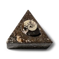 Polished Goniatite Fossil Triangular Lidded Box