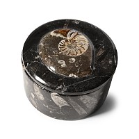 Polished Goniatite and Orthoceras Fossil Round Lidded Box