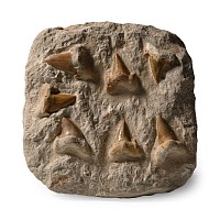 Extinct Otodus Fossil Shark's Teeth Display