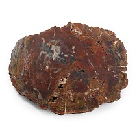 Very Large Cut Natural Unpolished Fossilised Tree Trunk Slice