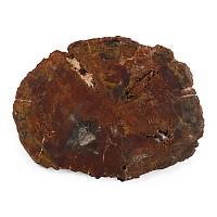Very Large Cut Natural Unpolished  Fossilised Tree Trunk Slice