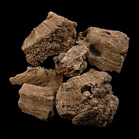 Group of Six [6] Fossilised Coral Specimens