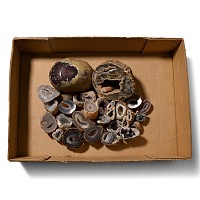 Group of Twenty-Seven [27] Cut and Polished Agate Geode Specimens