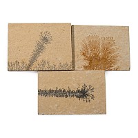 Manganese Dendrite Landscape Plaque Group