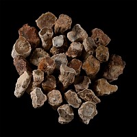 Group of Thirty [30] Medium Size Fossilised Tree Branch Sections