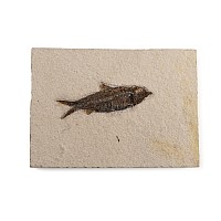 Fossil Knightia Fish Plate