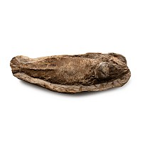 Large Fossil Fish in Matrix