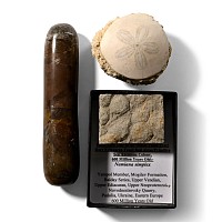 Fossil Sand Dollar and Ediacaran Primitive Sea Anemone Colony Group