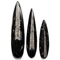 Large Polished Fossil Orthoceras Specimen Collection