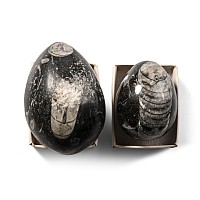 Polished Fossil Orthoceras Egg Pair